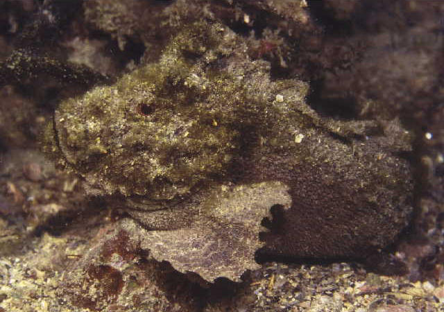 Paraploactis kagoshimensis